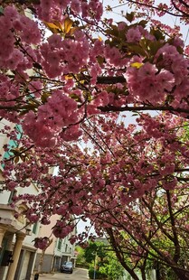 樱花