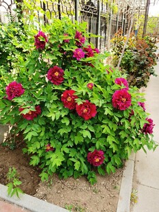 牡丹花