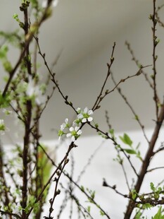 枝头白花初绽