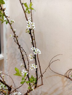 白色小花