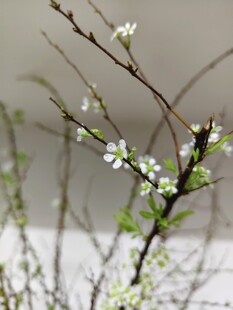 枝头绽新花