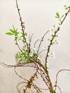 嫩绿枝条