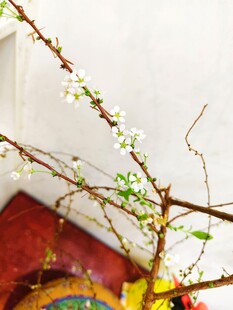 枝头绽新花 春意初显
