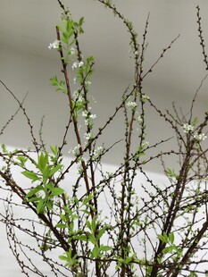 带白花的绿植枝条特写