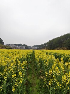 油菜花