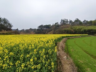 油菜园