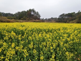 山野间的油菜