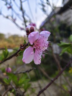 一枝桃花