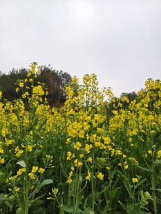 油菜花