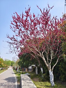 红叶碧桃树