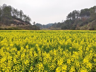 油菜花
