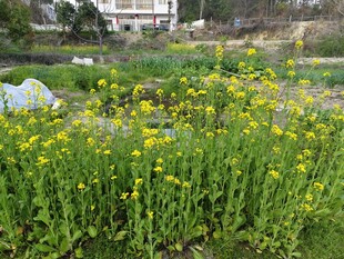 油菜生长