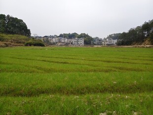 田坎 田园