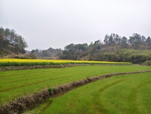 油菜田
