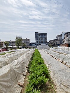 种菜 莴苣