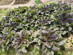 黑莴苣菜叶