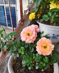 盆栽月季花