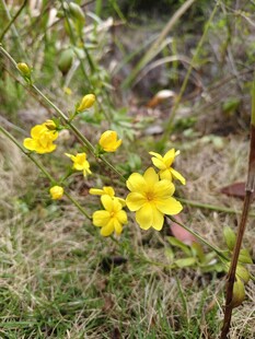 迎春花枝