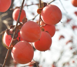 枝头红柿挂 秋意满