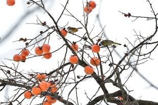 枝头柿子与雀鸟的景致