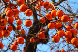 枝头挂满诱人红柿子