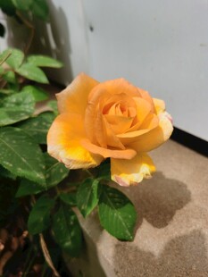 橙黄玫瑰