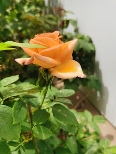 黄玫瑰