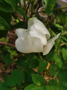 牡丹花