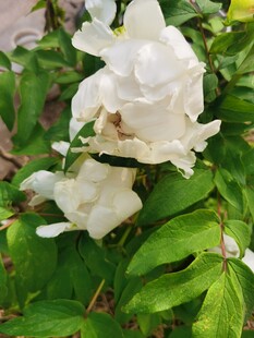 牡丹花