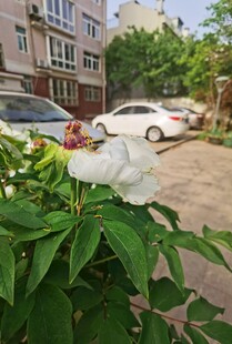 牡丹花