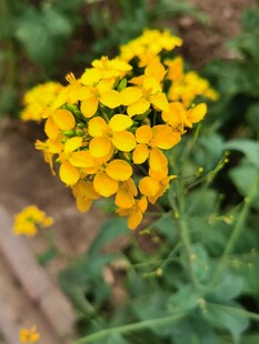 油菜花