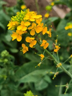 油菜花