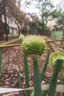 大葱