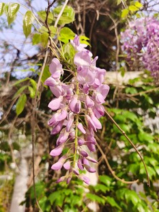 紫藤花