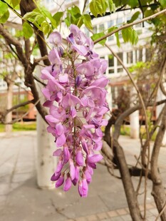 紫藤花