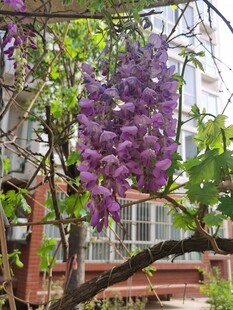 紫藤花
