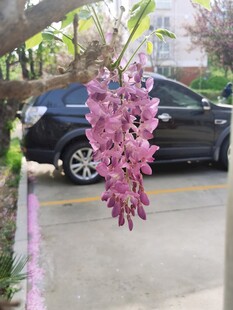 紫藤花 