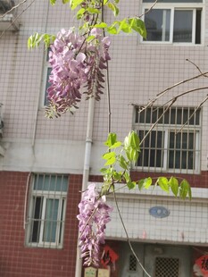 紫藤花