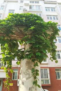 绿植立柱