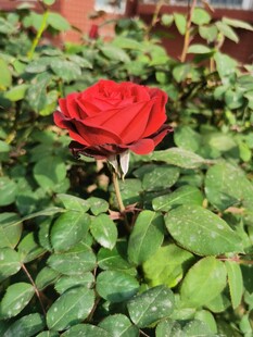 月季花
