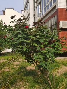 月季花