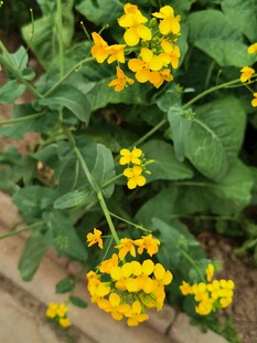 油菜花