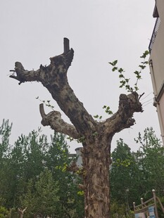 枯树残枝