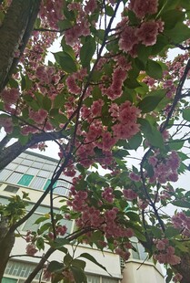 樱花