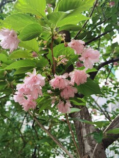 樱花