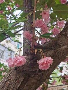 樱花