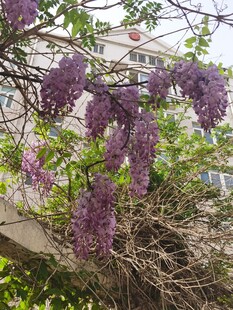紫藤花