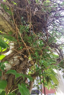 繁茂绿植