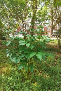 芍药