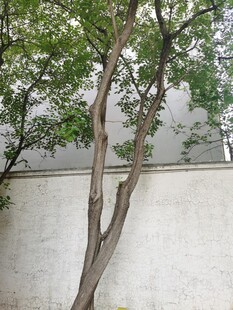 墙边孤树